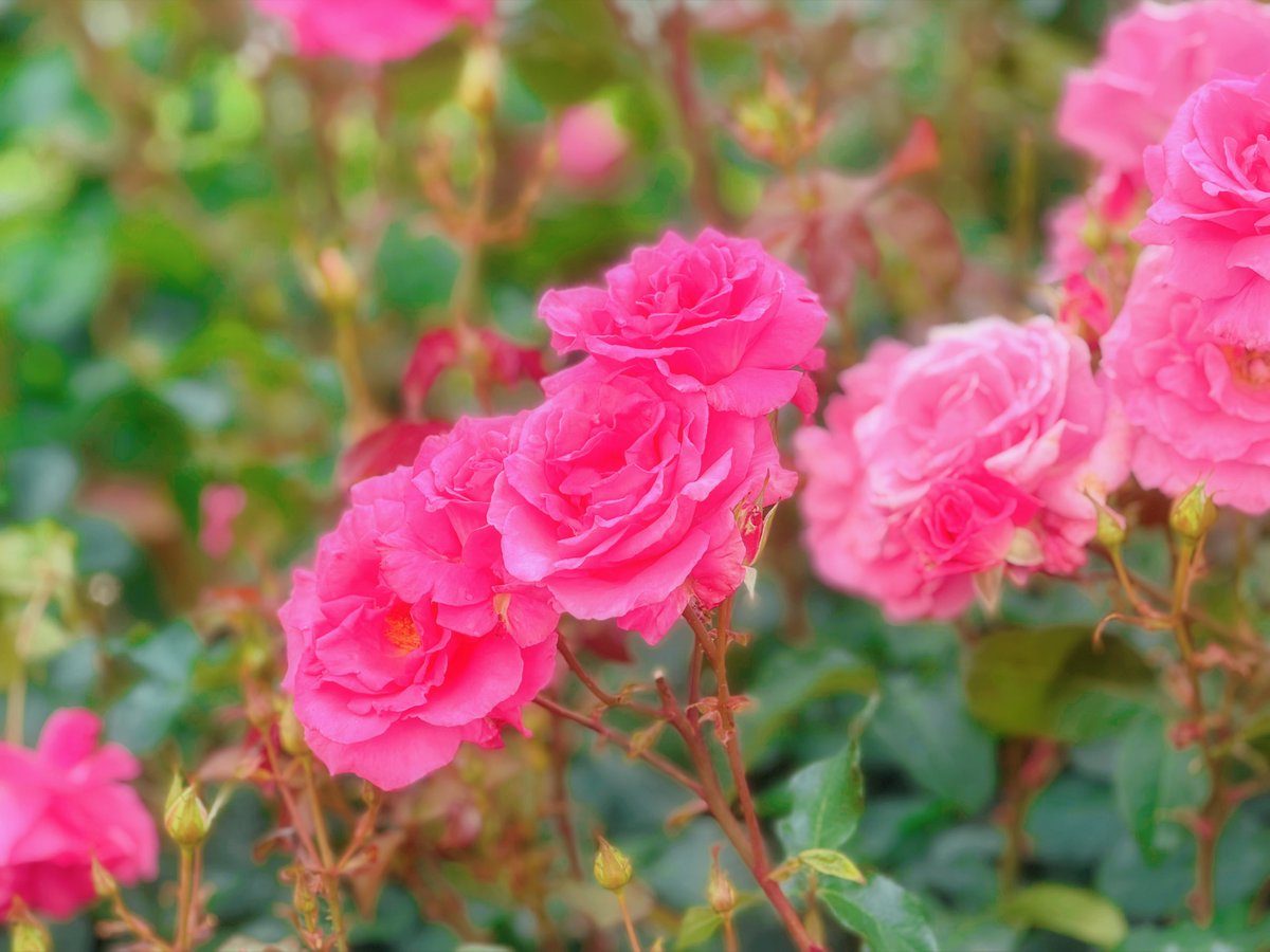 パークは今バラが咲き始めててすんごい綺麗🌹✨ まだ先始めだから