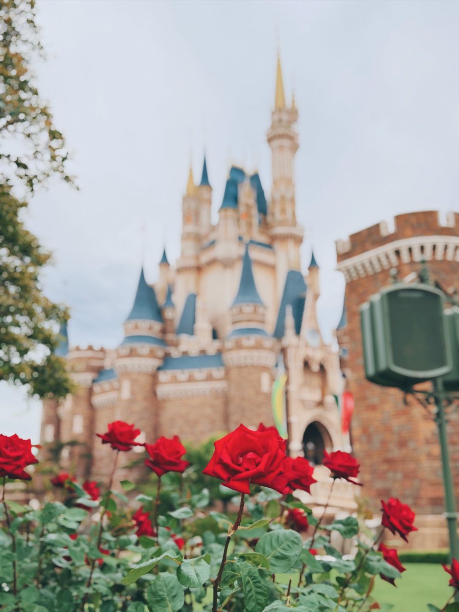 パークは今バラが咲き始めててすんごい綺麗🌹✨ まだ先始めだから