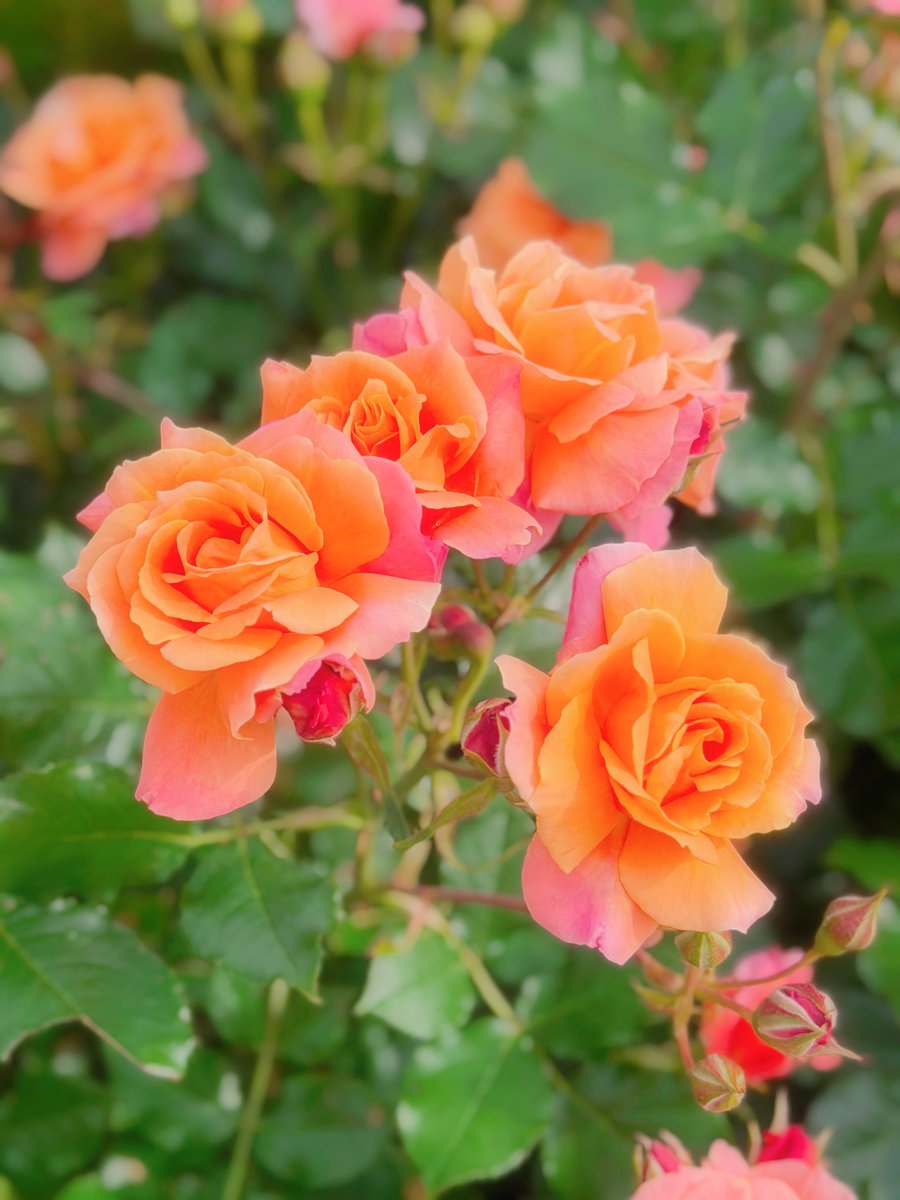 パークは今バラが咲き始めててすんごい綺麗🌹✨ まだ先始めだから