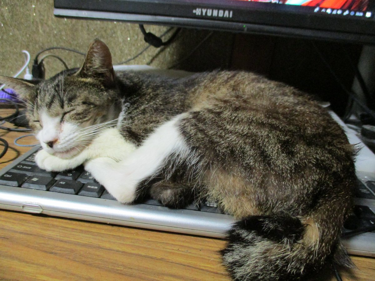 rofd_testarossa's tweet photo. ねこさんってキーボード好きよね　(=^・・^=) https://t.co/LUVGv8v0ja