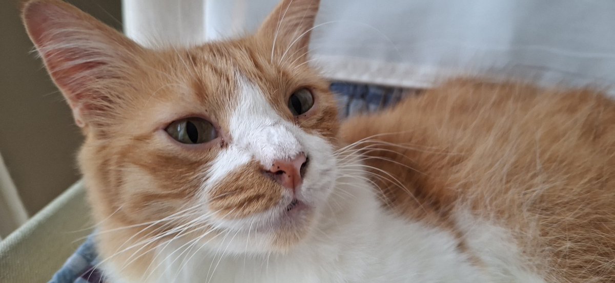 DatBoiStick's tweet photo. cat pics for fuwamoco https://t.co/dvHgAkO8Qn