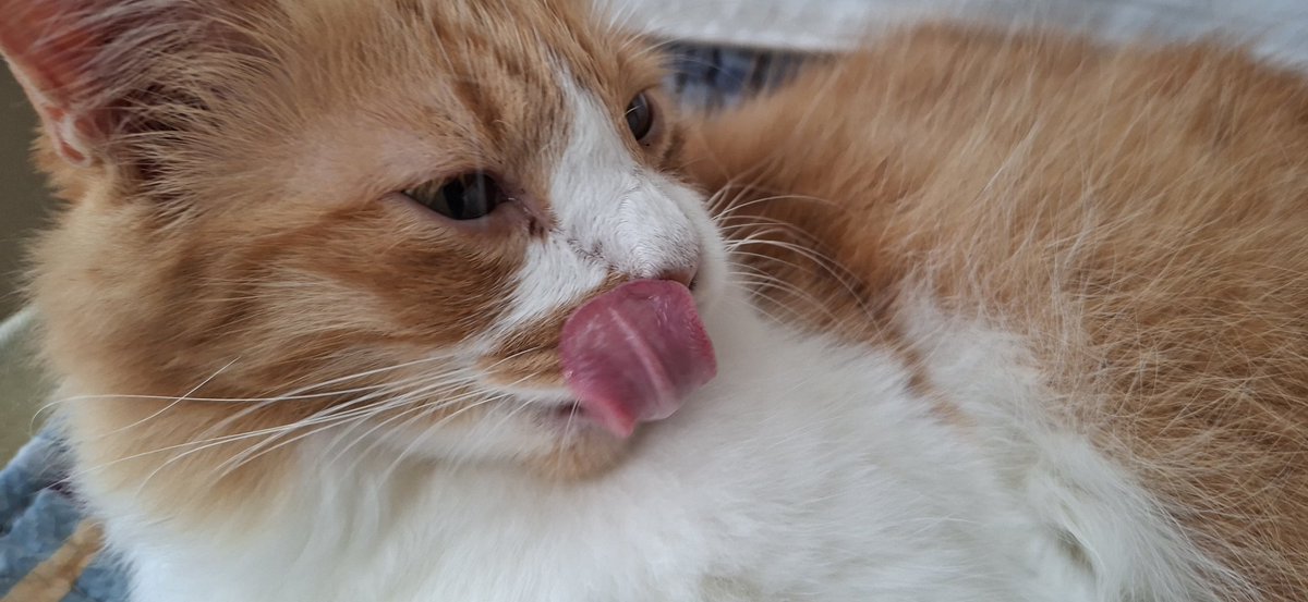 DatBoiStick's tweet photo. cat pics for fuwamoco https://t.co/dvHgAkO8Qn