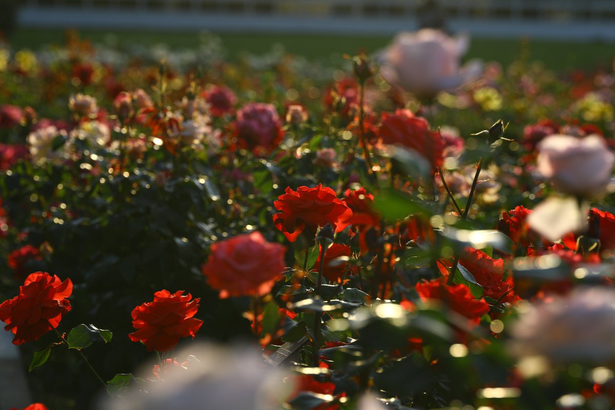 神代植物公園 【公式】 tweet media