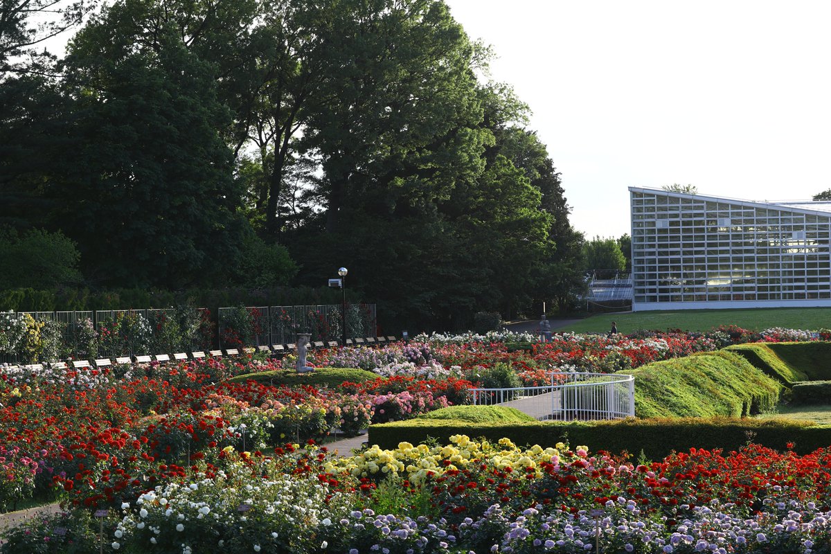 神代植物公園 【公式】 tweet media