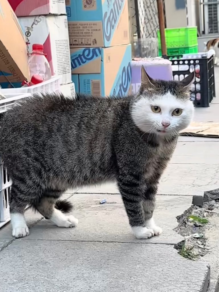 No Cats No Life tweet media