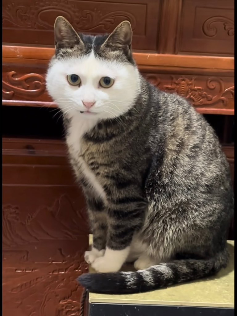 No Cats No Life tweet media