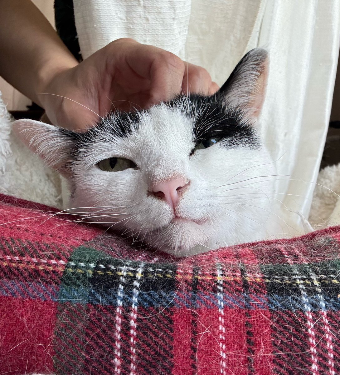hinachan2004's tweet photo. アタシはお腹のシコリを取り除く手術を受けました。
メス猫のお腹のシコリは、ほとんどが乳がんだからです。
でも院長は言いました。
あれ絶対脂肪腫！手術しなくてよかったかも！
一応病理に出したけど！

アタシはこんなダサい服まで着て安心をゲットしました。

#ミク.#保護猫.#FeLV.#9歳の猫 https://t.co/sztODuq6tU