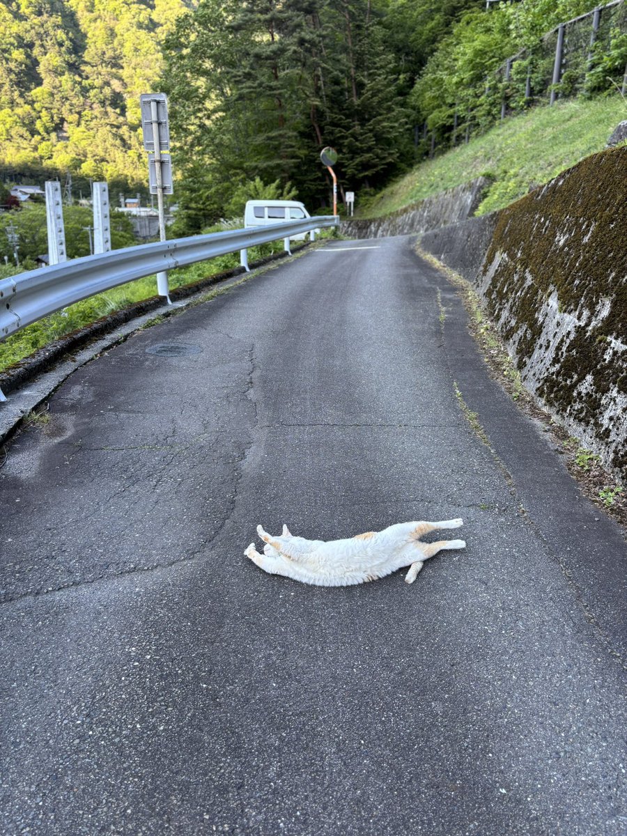 いのうえもんぺ tweet media