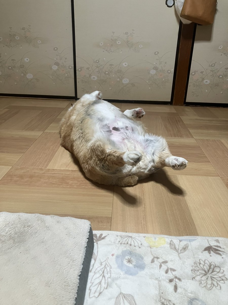 ご飯食べたら、これ！🐶💤 だから、ブーちゃん🐖になっちゃうんだぞ