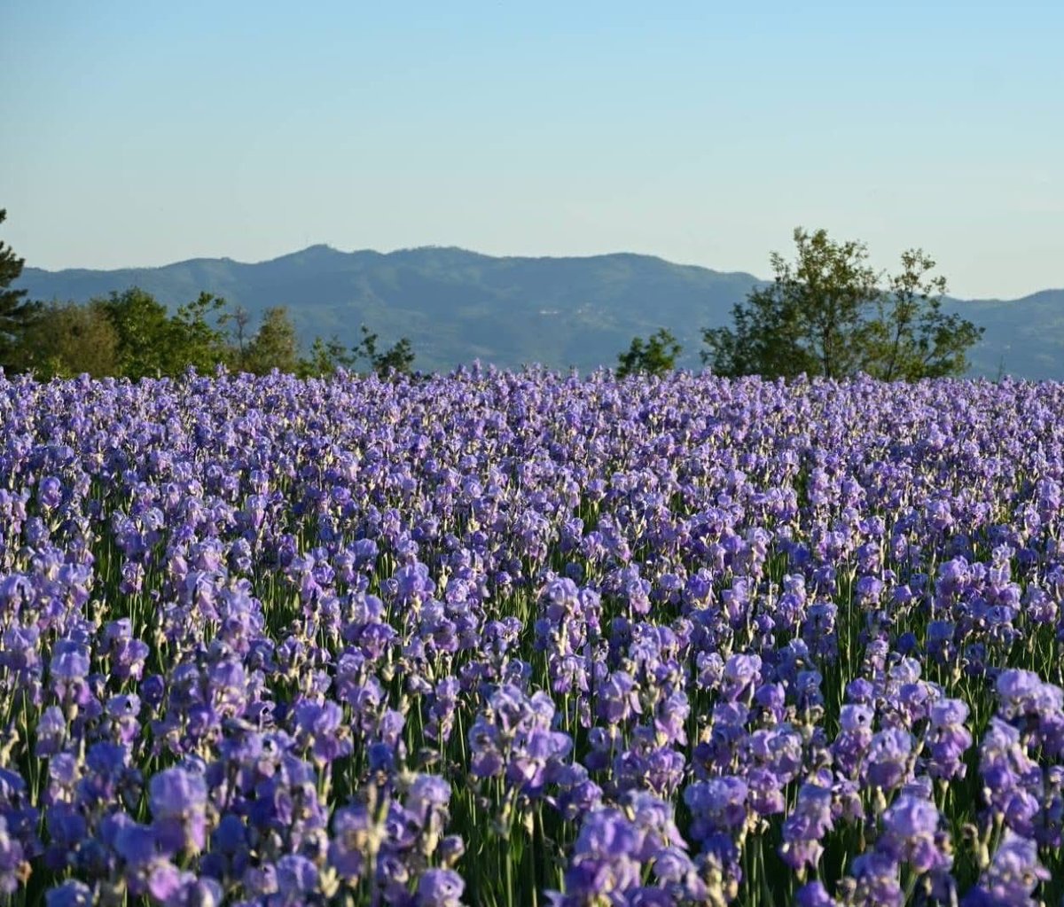 rossellaronconi's tweet photo. In questo periodo la fioritura del #giaggiolo, conosciuto pure come Iris o Iride, nel #ValdarnoSuperiore, alle pendici del #Pratomagno, tinge il paesaggio di viola e offre uno scenario spettacolare! 🤩
#Castelfranco #StradaSetteponti #LoroCiuffenna
#Castelfranco
#Piandiscò https://t.co/mof6mnPQSp