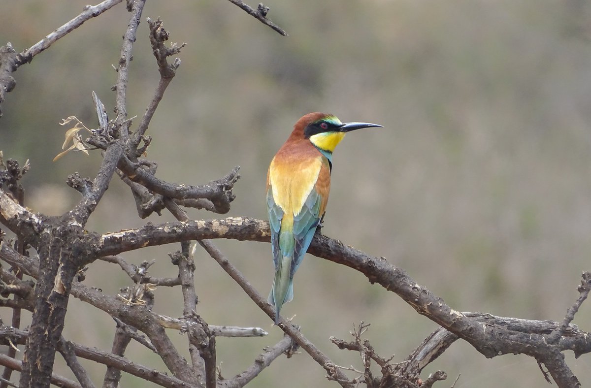 Lewa Wildlife Conservancy tweet media