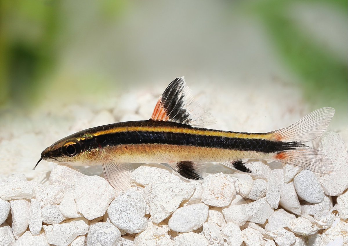 RealAquaticsLtd's tweet photo. The Flying Fox (Epalzeorhynchos kalopterus) is a sleek, torpedo-shaped freshwater #fish native to fast-flowing rivers across Southeast Asia. With its shimmering bronze body, bold black lateral stripe, it’s a visual standout in any #TropicalAquarium. 

#FlyingFox #FreshwaterFish #AquariumLife #SoutheastAsia

https://t.co/IDFOtdwQ1b