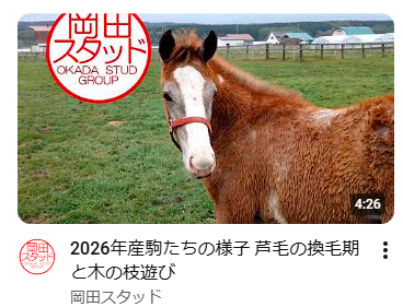 しろまる　追加品