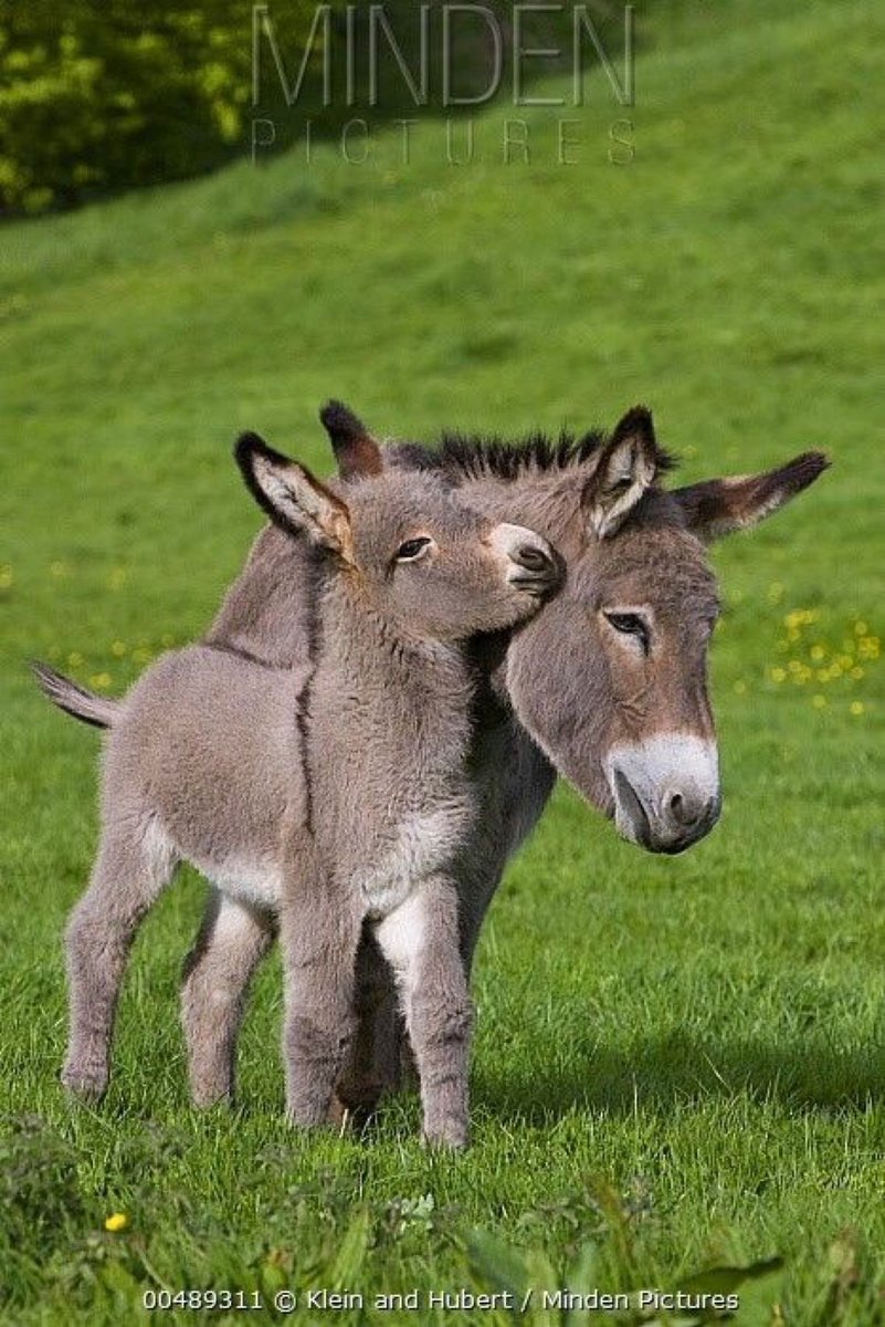 HWarloww's tweet photo. Good Morning Everyone 
Different beginning today 
Ponies Giraffes Tortoise and Hedgehogs with their offspring https://t.co/nmrjrgxoBX