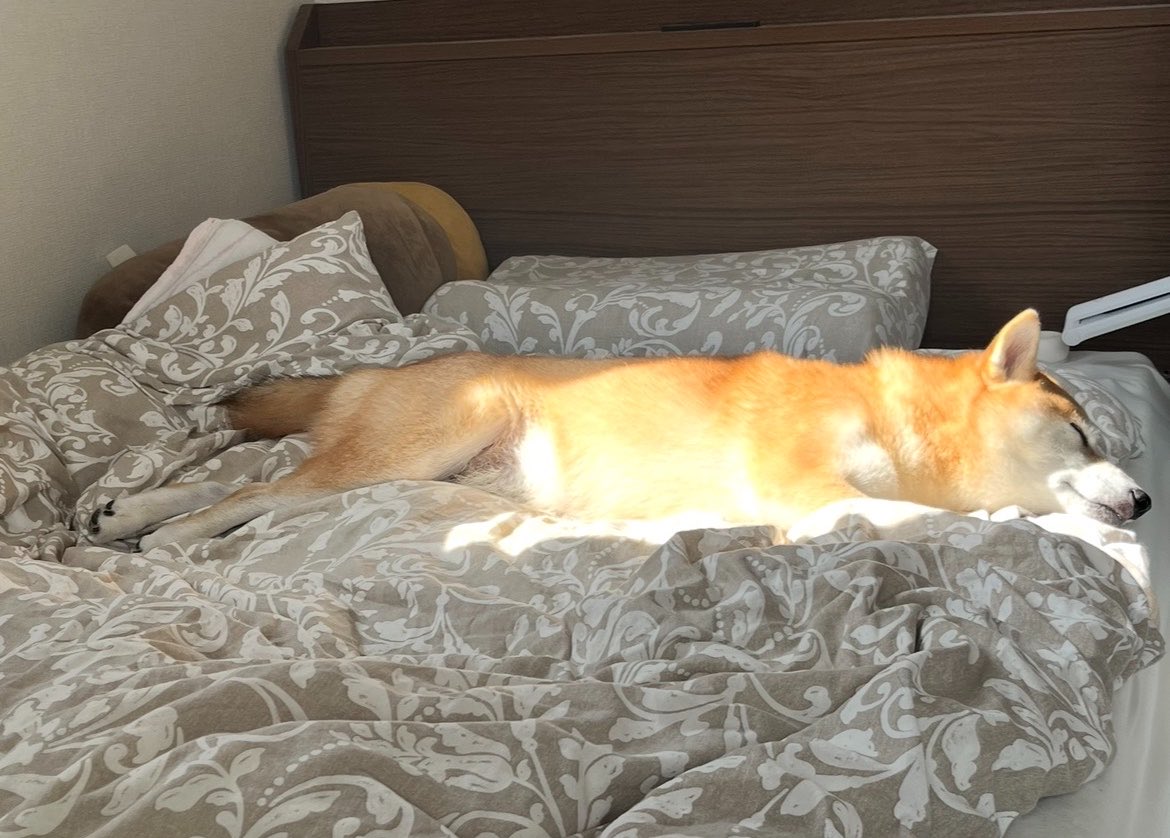 柴犬おとちゃん🐕6歳 (@0218_oto) / Posts / X