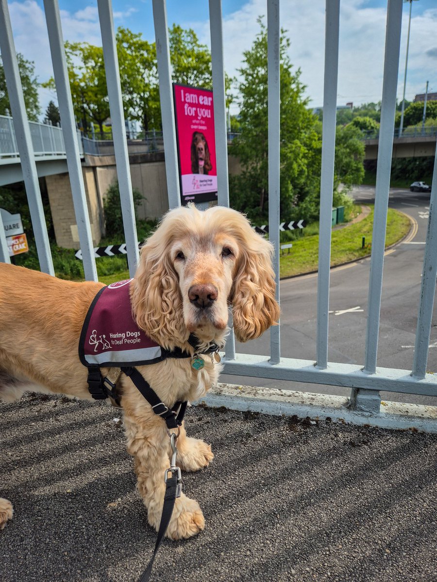 321SaZ123's tweet photo. We spotted it in Sheffield! 🎉🐾
@HearingDogs “I am ear for you” campaign on a JCDecaux screen. Brilliant to see deaf and hearing loss awareness, and the hearing dog charity, out in the community! Well done @HearingDogs #EarForYou ❤️🐶🐾 https://t.co/7m6Vo5ayBY