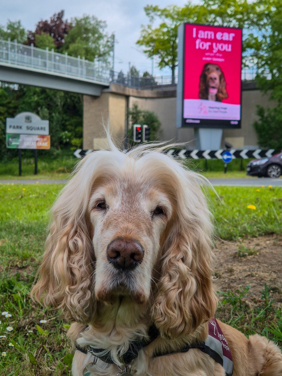 321SaZ123's tweet photo. #EarForYou 🐶 @HearingDogs https://t.co/xBT3eU4kNC
