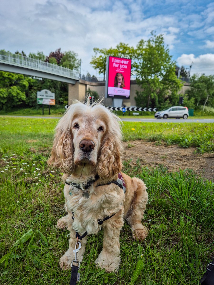 321SaZ123's tweet photo. #EarForYou 🐶 @HearingDogs https://t.co/xBT3eU4kNC