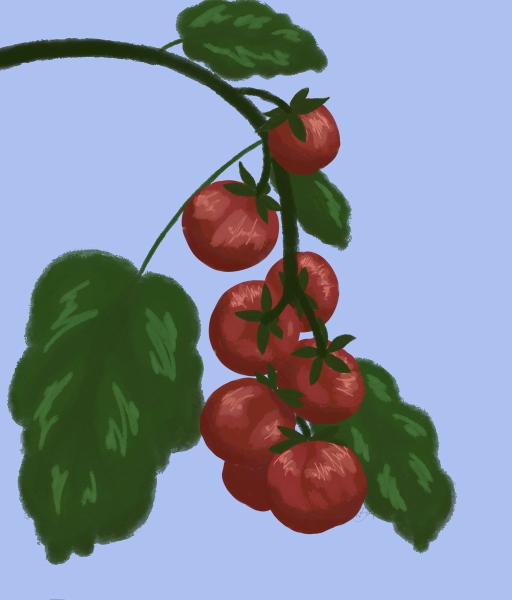 batmop_'s tweet photo. cant sleep so i stared at a picture of tomatoes for 5 minutes and then drew it from memory and gotta say its a 10/10 insomnia activity https://t.co/3eccVZBNzL