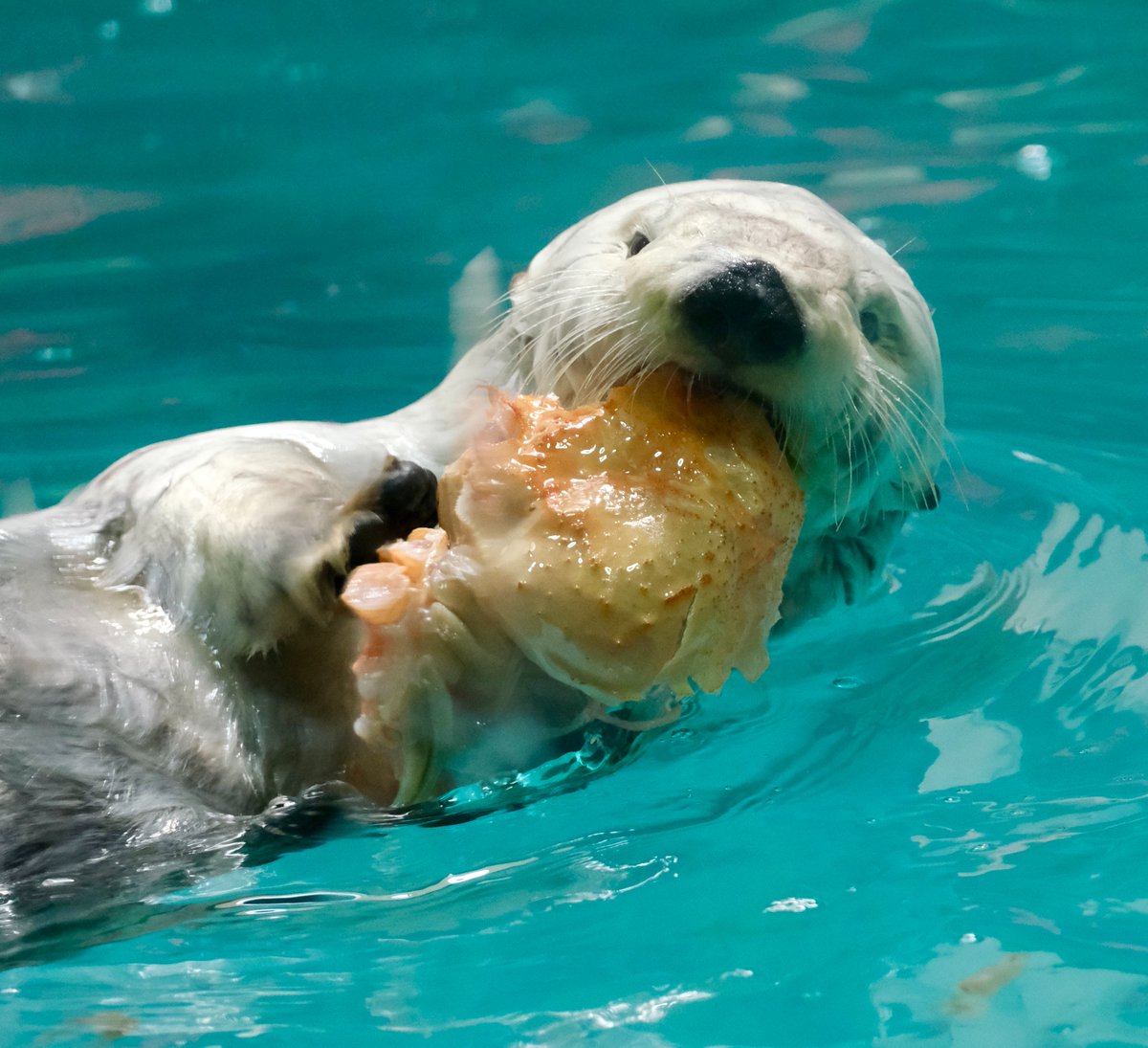 mimic_5656's tweet photo. 食欲やら体調やら心配してましたが…しっかりカニを貪っててさすがメイ様🦀
元気な姿を見せてくれて本当にありがとう🥹✨
改めてハッピーバースデー！

#メイちゃん #ラッコ #鳥羽水族館 https://t.co/Hk9UGhvTy2