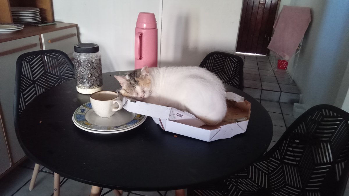 KethullyLuana's tweet photo. Se você é uma pessoa que em vez de rir acha nojento,  você é o tipo de pessoa que eu quero distancia.

Gatopizza ou pizzacat ? https://t.co/KnCK2FekfQ