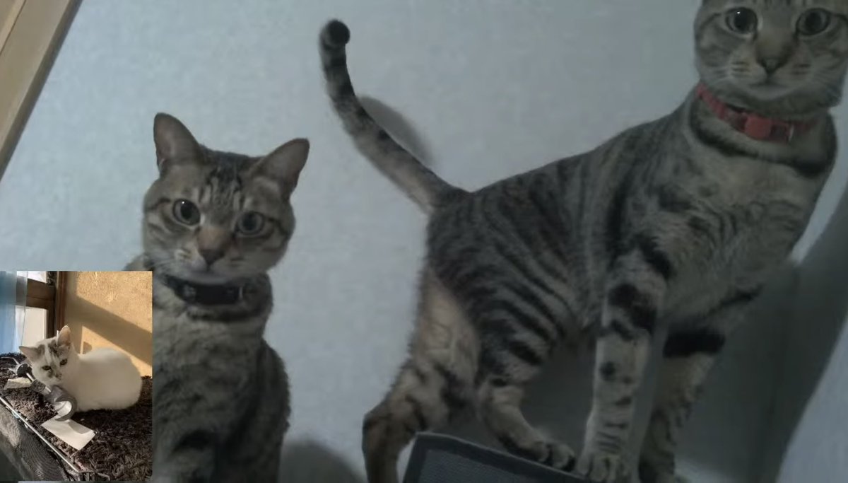 💕🐈🐈YouTuberマッサと兄弟猫のナギとフウ専門垢🌊🐟💕 tweet media