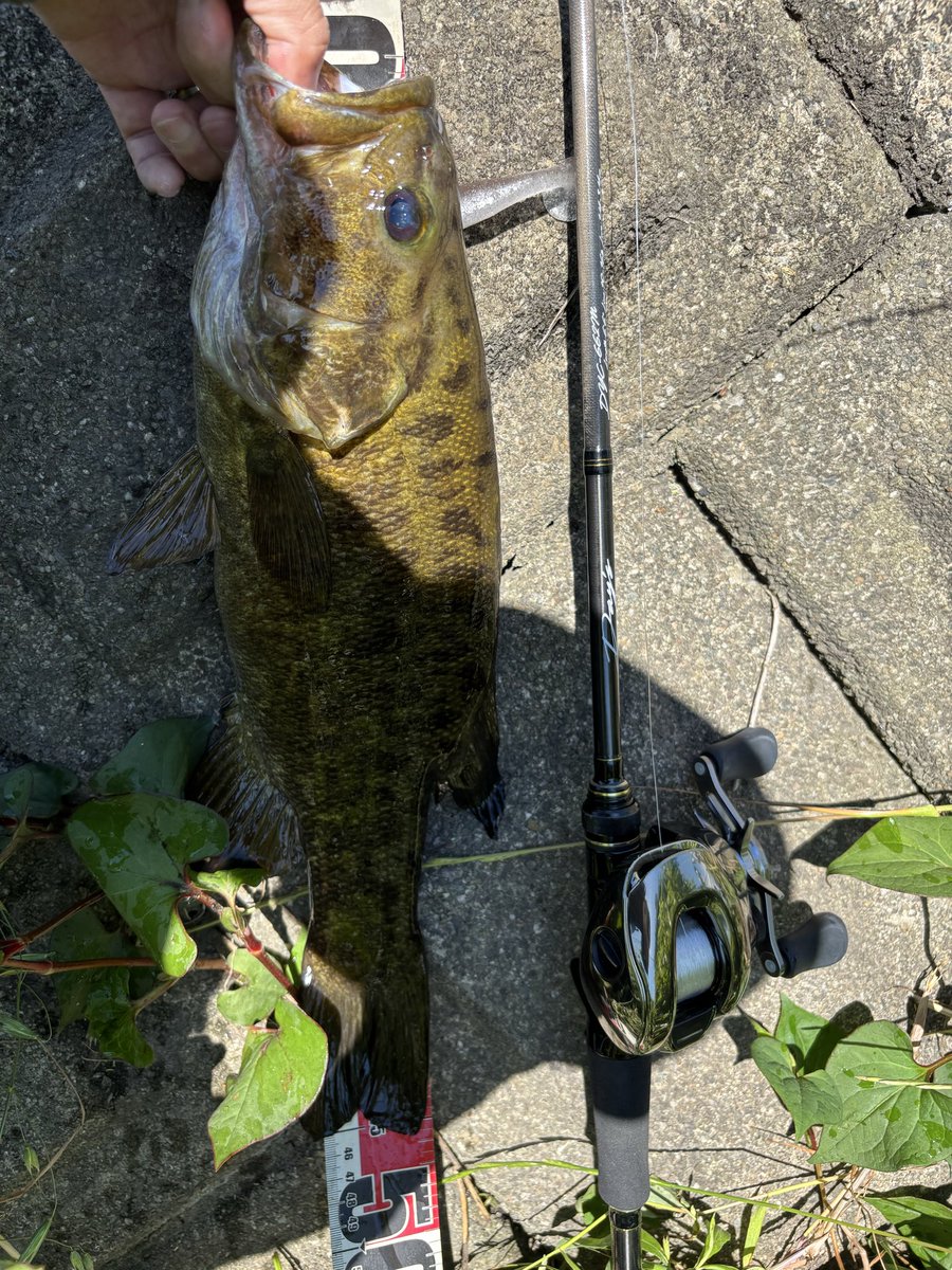 カズマル٩( 'ω' )و🎣 tweet media