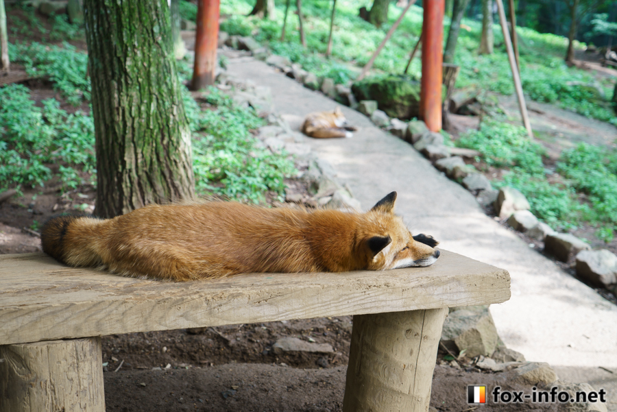 たまも🦊 (@TamamofuFox) / Posts / X