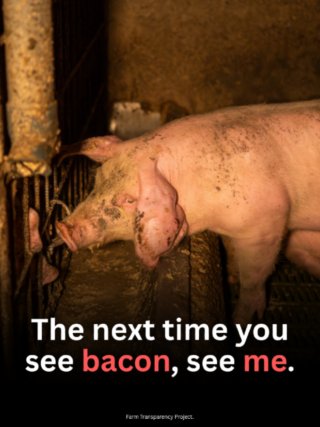 teamveganfta's tweet photo. 'Your bacon; wanted to live. 💔

📸: farmtransparencyproject (IG) 

#bacon #pork #animals https://t.co/Kwr4Q5YQX1