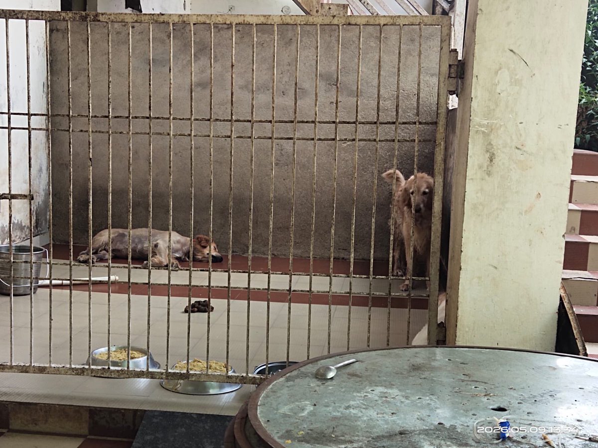 Golden Retriever puppies have been confined for months inside extremely small, filthy cages without proper food, clean drinking water, medical care, or basic monitoring. The conditions are so severe that the puppies’ health and survival are at serious risk. The puppies are locked