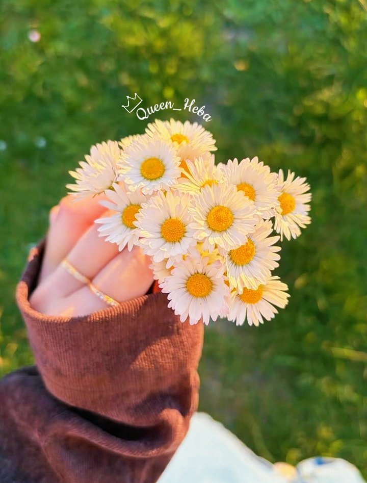 Queen__heba's tweet photo. ➝˛⁽‌𐦍₎⇣
َ 

” تبسمي ﺎٕنني ﺎٔهــواگِ باسِـمۃ
 هل يَعبس ﺎلزهر يا ﺎٔحلى ﺎلأميرات..🥰♥️♩“

ِ
#مساء_الخـير https://t.co/yzQIGzU1bd