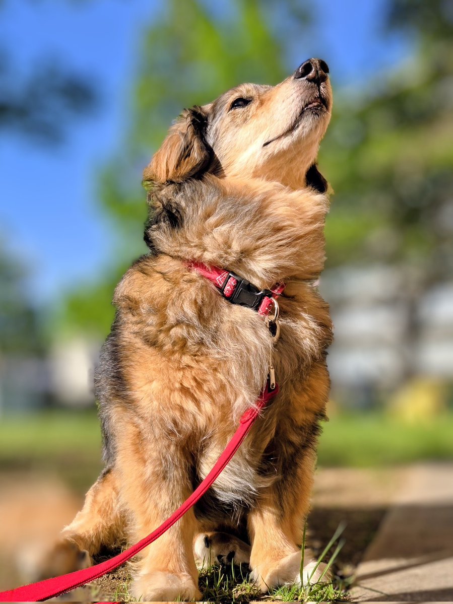 保護犬ランちゃん tweet media