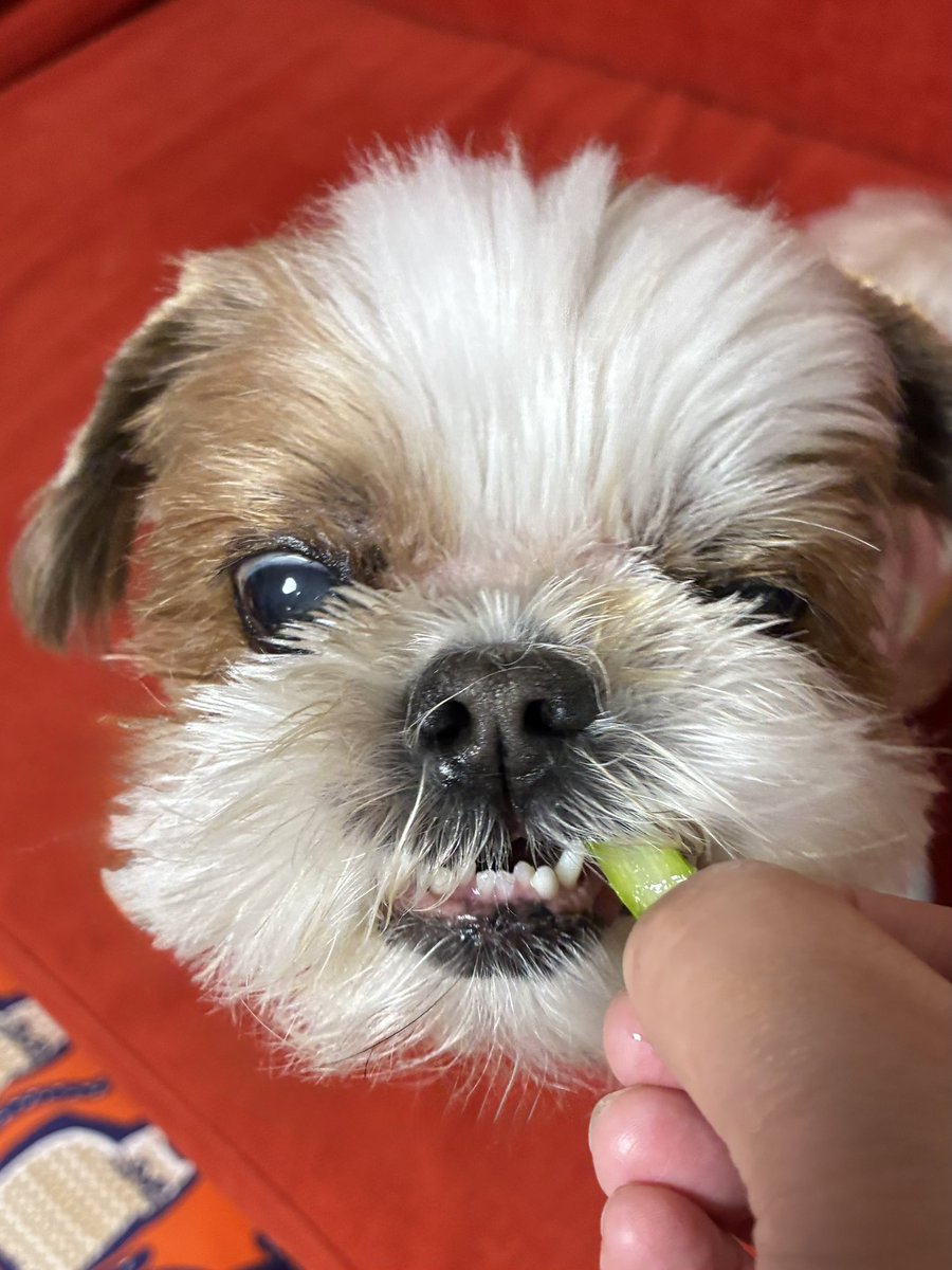 【本日発送】✨シーズー✨ シーズーの子犬を探す｜ブリーダー直販の子犬販売【みんなのブリーダー】