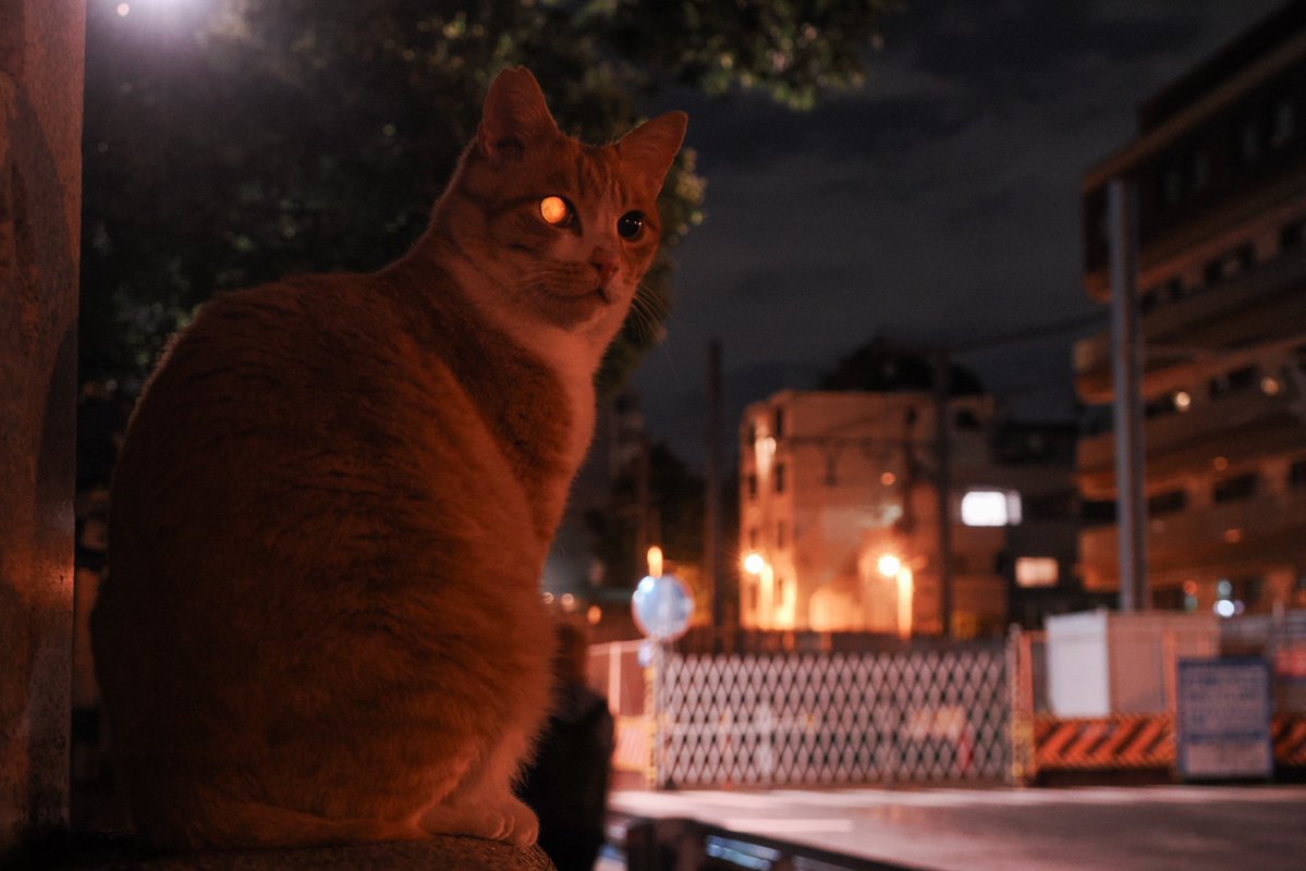吉田優 TOKYO STREET ON CAT tweet media