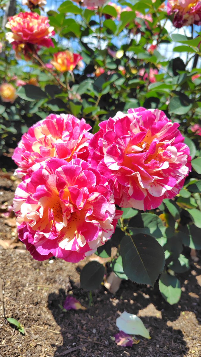 m599k's tweet photo. 毎年恒例の薔薇を観測しに行ってきました！
本当に園中に良い香りが漂っていて
見て欲しかったなぁと染み染みと耽り https://t.co/5OYGBVUY1g