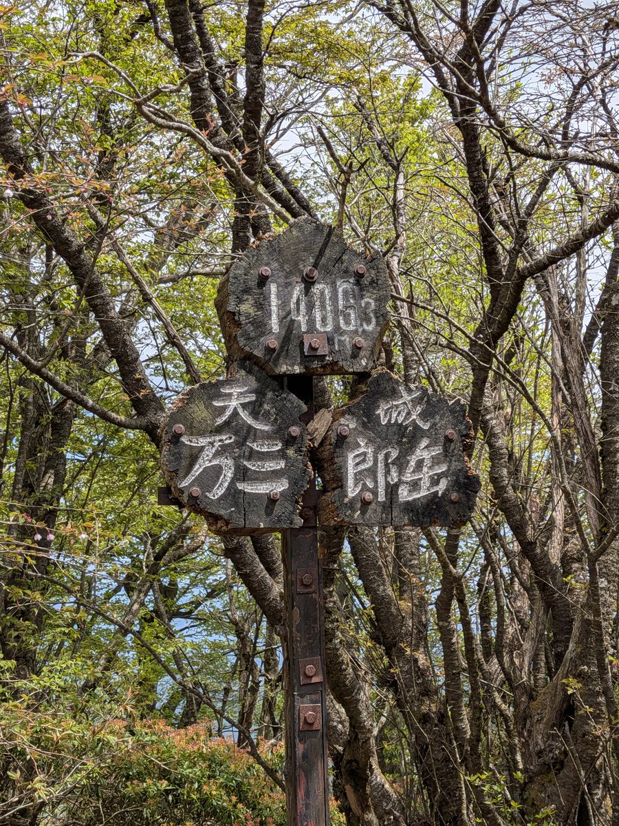cooopop1's tweet photo. 天城山行ってきました
噂の泥濘みはなく快適な登山道と美しい石楠花でした
石楠花が有名な天城山ですが唐松尾山のほうが大群落（ばえる）のような…？ https://t.co/aboWHSTsQS