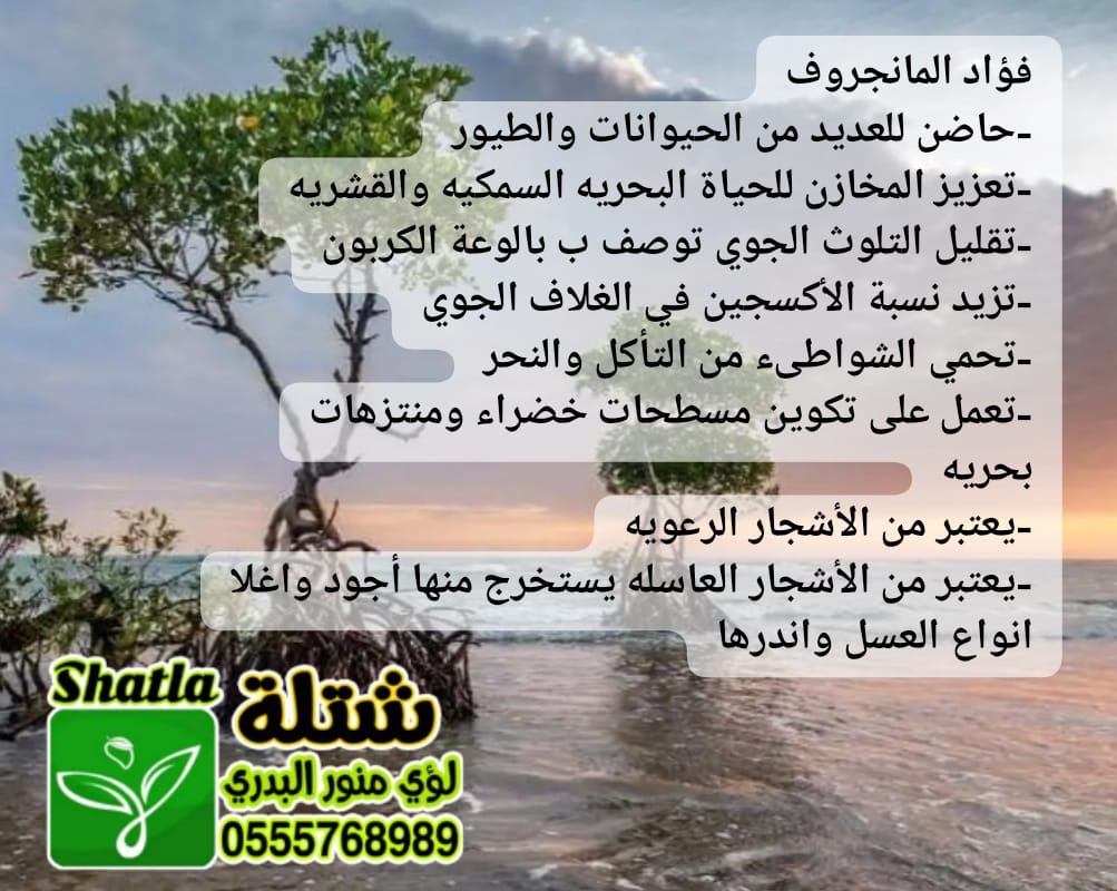 Shatla_1's tweet photo. تدرج لون ساق شتلة #المانجروف من ساق أخضر اللون الى الأحمر اوالبني يرجع الى عاملين اساسيه درجة ملوحة المياة والتربة ودرجة حرارة المكان المزروعه فيها حتل يصل الى مرحلة التخشب في الساق الموجود عندنا وعلى امتداد سواحلنا والخليج  #افسينا_مارينا
المنتشر والمتعارف عليه في سواحل جازان https://t.co/rRirE0Hoil