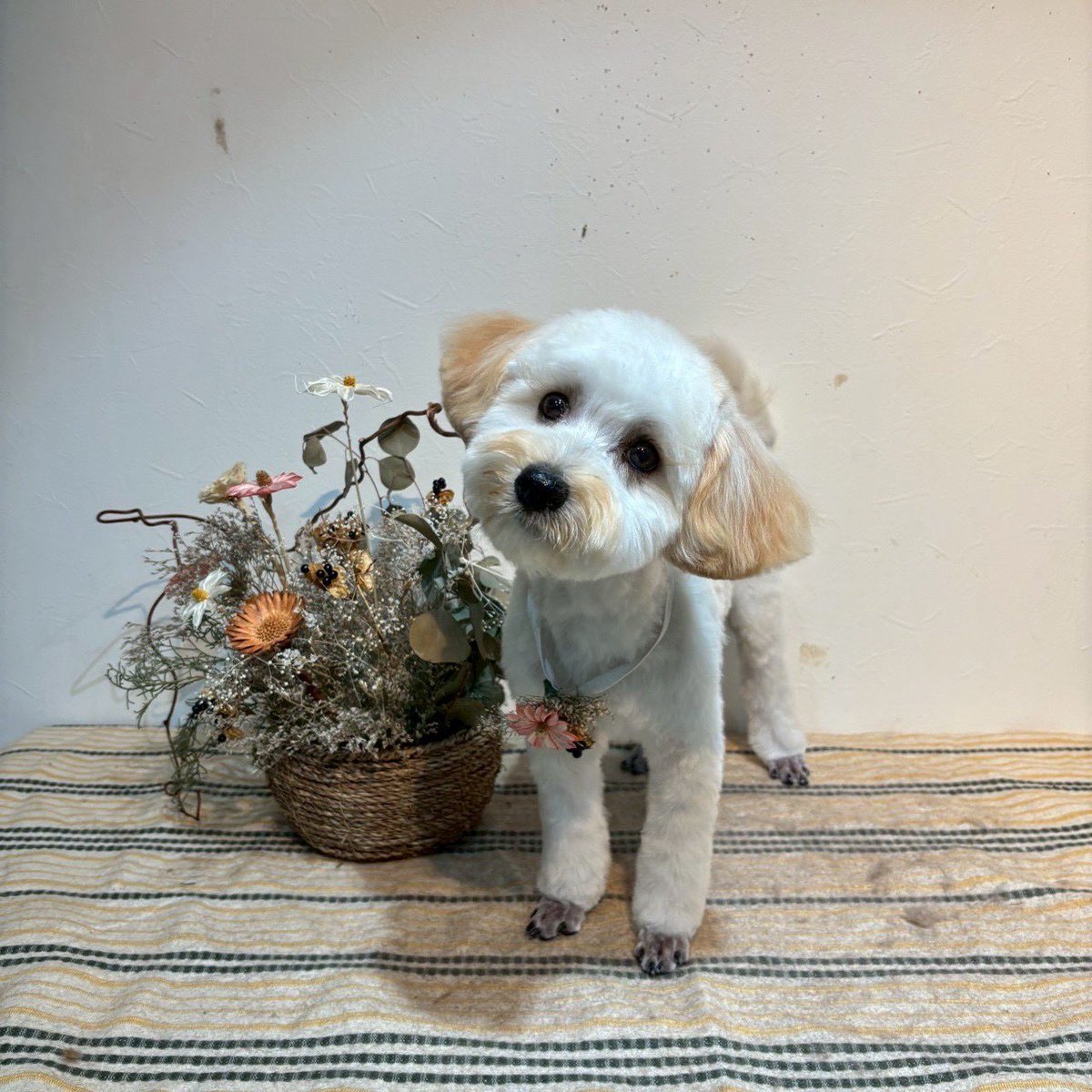memidayoo's tweet photo. どちらさん？ https://t.co/fzLCGTa6hF