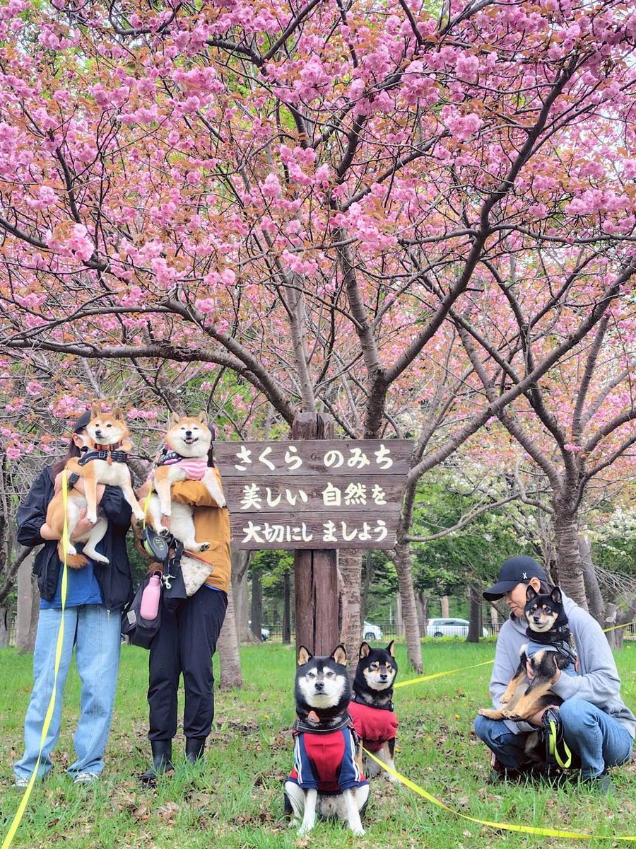 さぶちゃん 桜の木の下でお友達と📸🐾 #柴犬