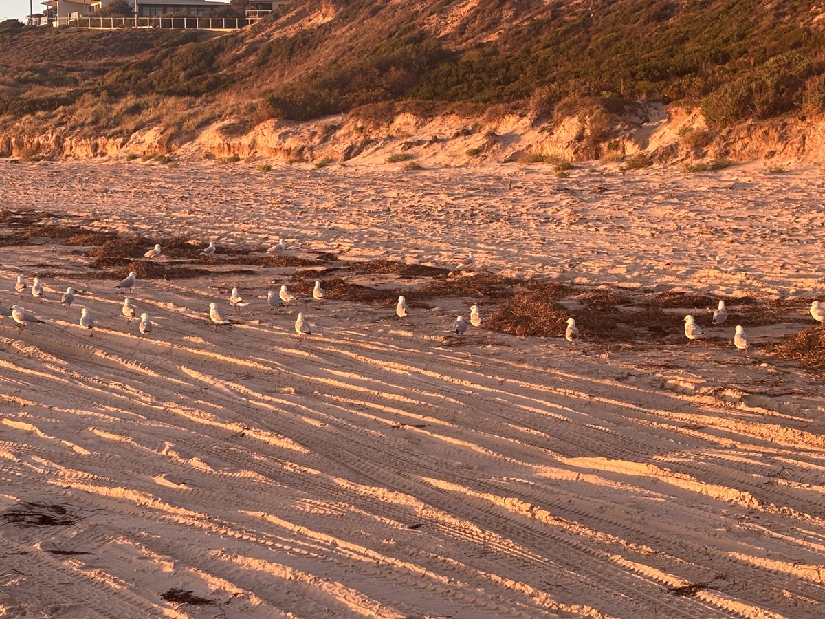 Sand_e_chan's tweet photo. Beautiful #adelaide https://t.co/ika41xYb0F