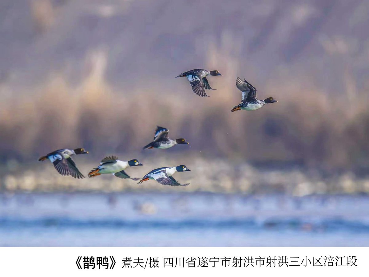 DiscoverSuining's tweet photo. 🪶 World Migratory Bird Day | They Choose Suining — The Best Recognition of All
May by the Fujiang River, migratory birds return as promised 🕊️✨Clear waters, green shores — only this deserves their trust 💚
#Suining #FujiangRiver #Ecology #Photography #WorldMigratoryBirdDay https://t.co/Hhoi3luFWg