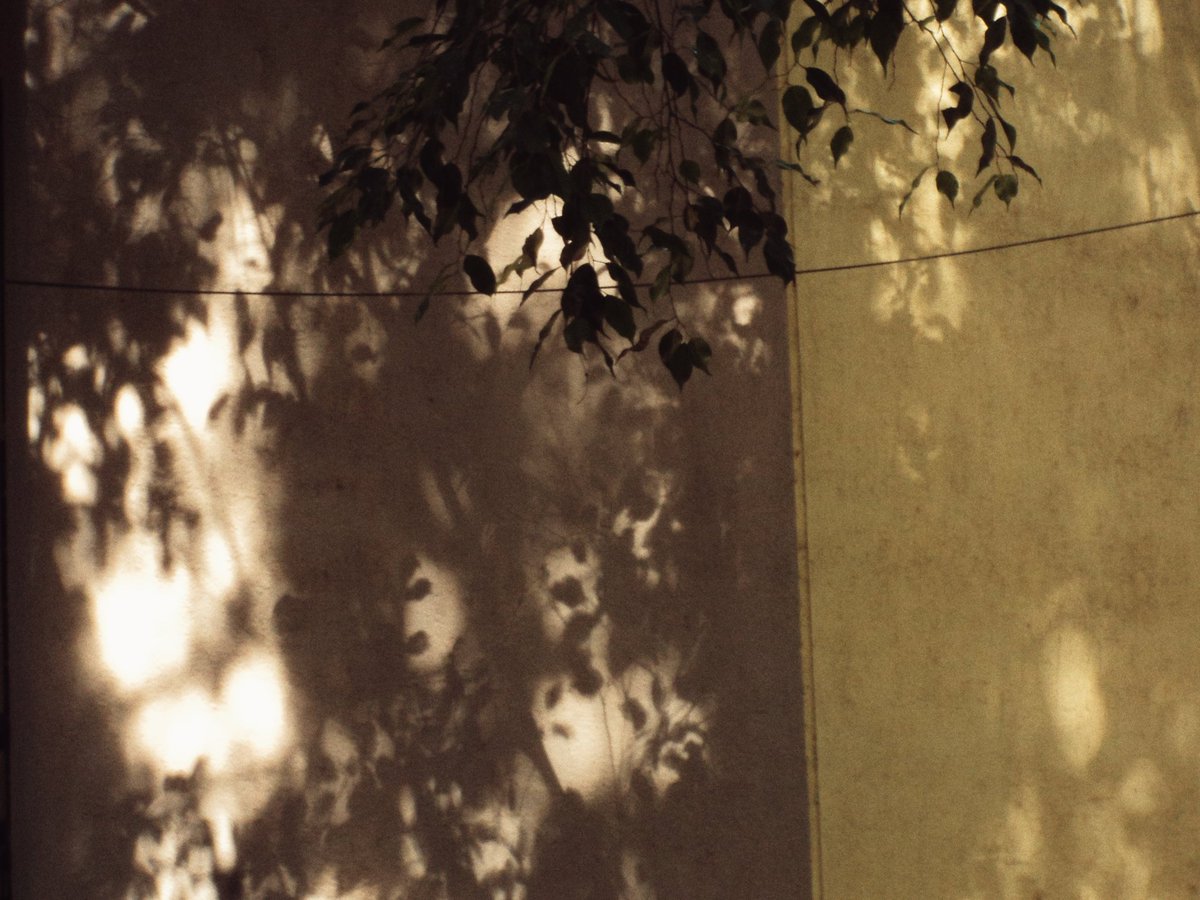 _midnightflix_'s tweet photo. light, shadows and green 🪴 https://t.co/hPtUMeDfvW