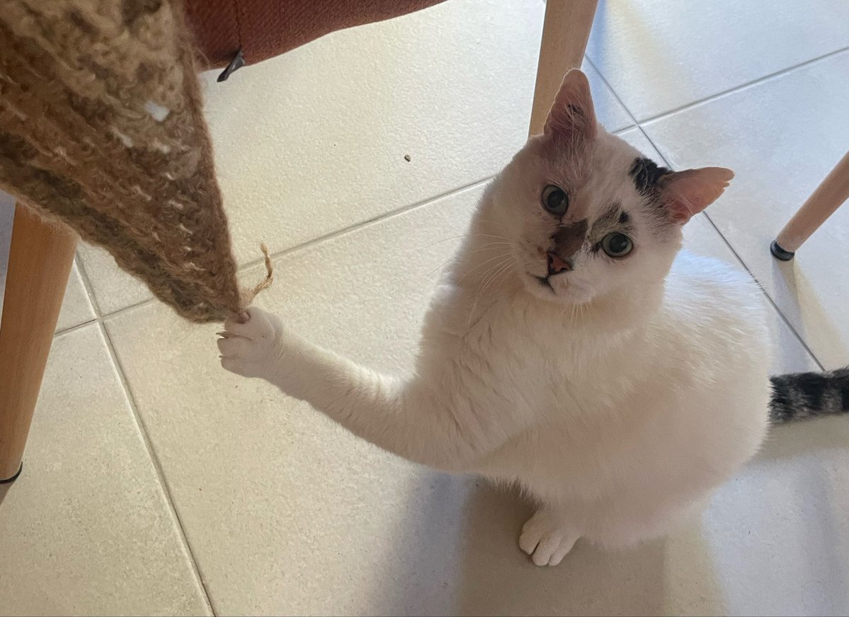 Arthur le chat tweet media