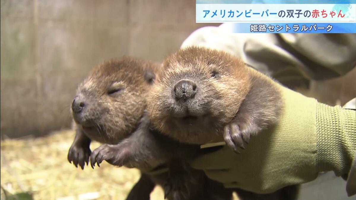 ライブドアニュース tweet media