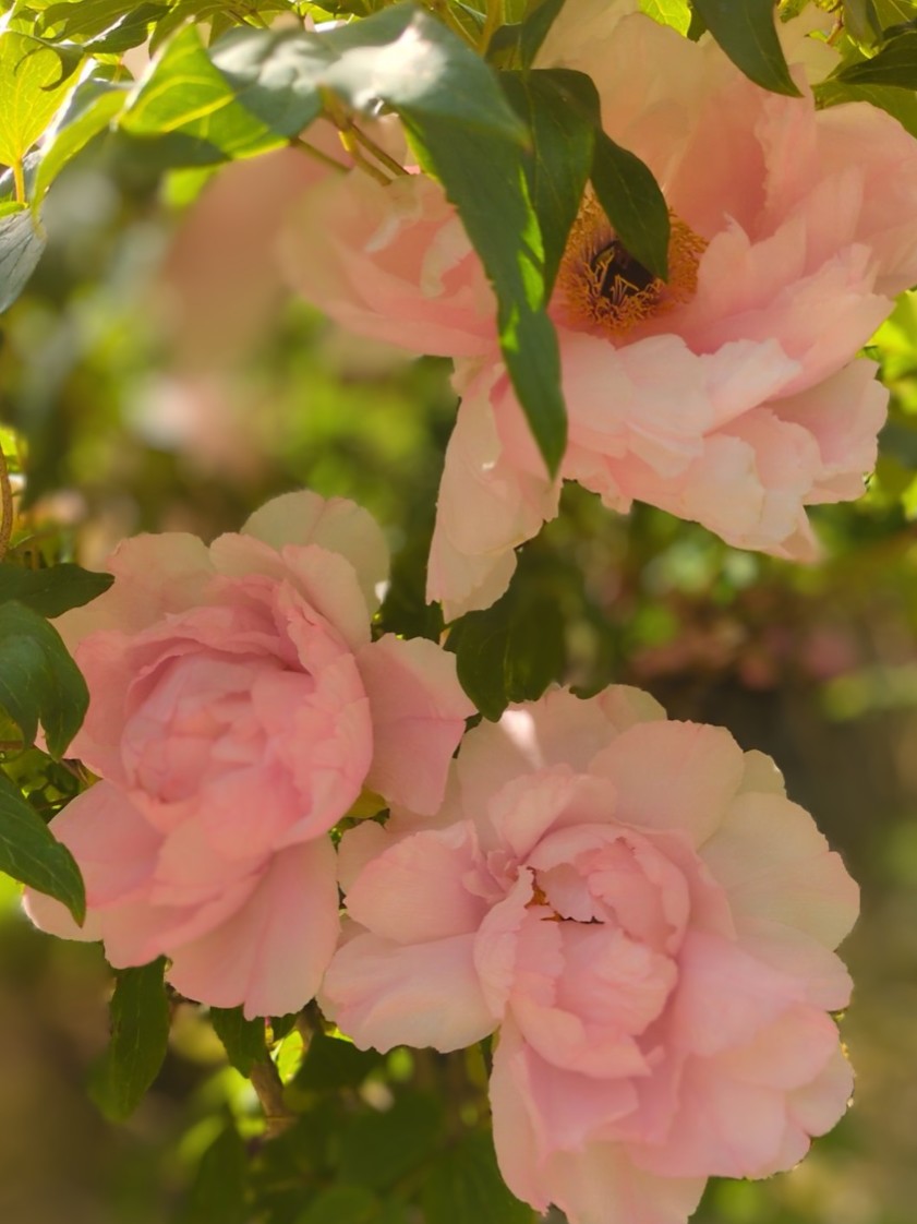 891_hakua's tweet photo. 可愛いピンクのお花(鼻)達 https://t.co/3ydyU0s8xR