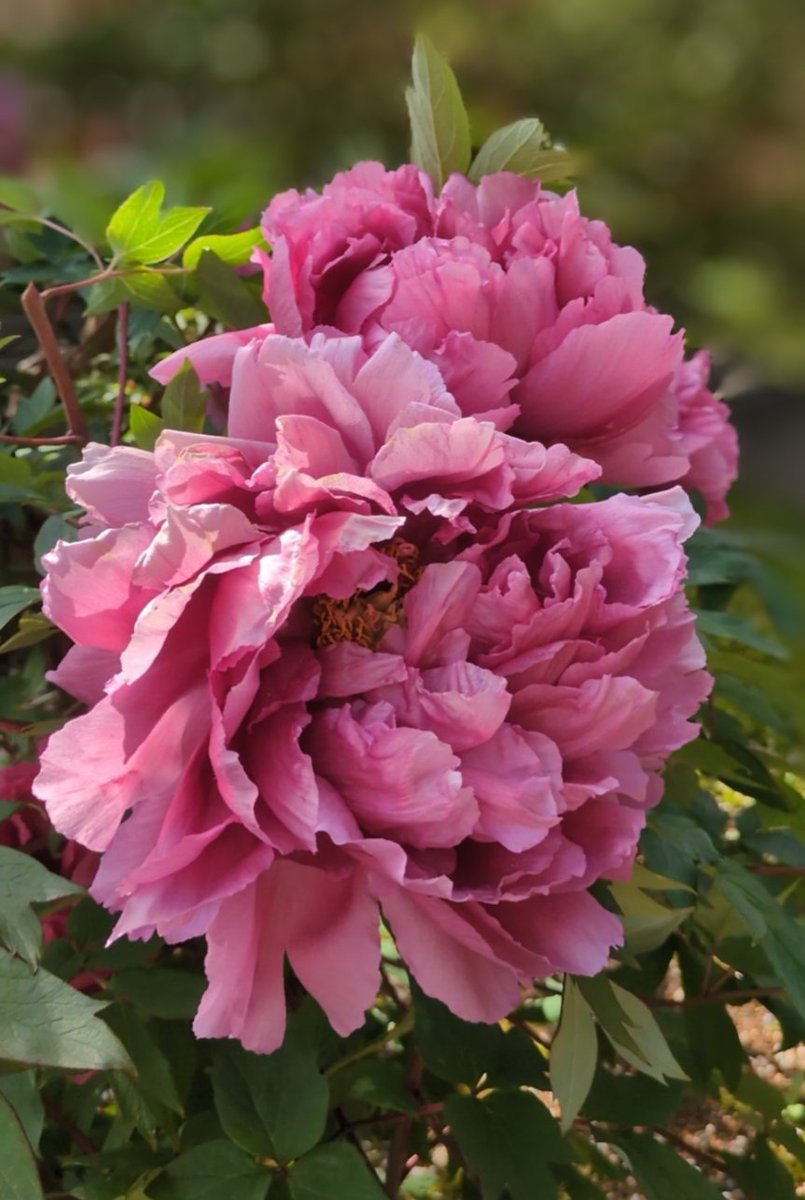 891_hakua's tweet photo. 可愛いピンクのお花(鼻)達 https://t.co/3ydyU0s8xR