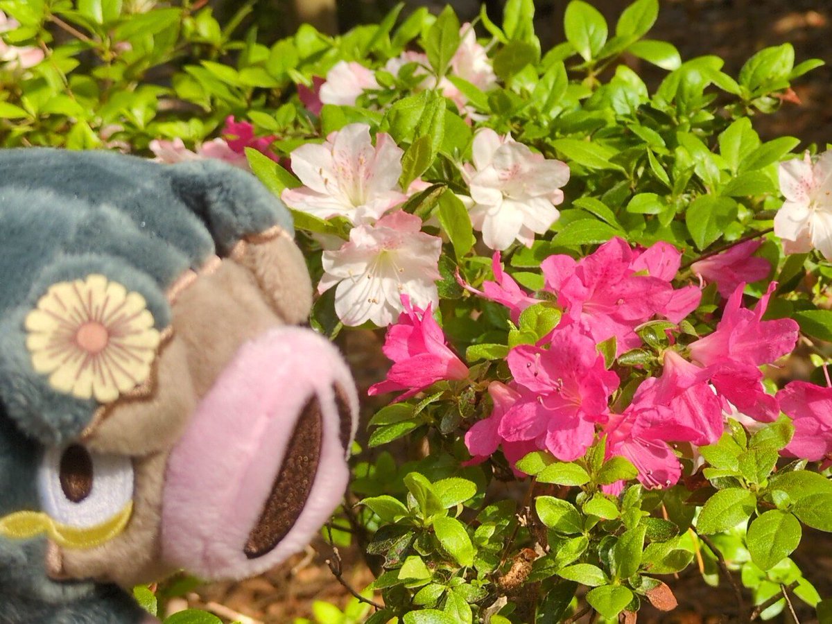 891_hakua's tweet photo. 可愛いピンクのお花(鼻)達 https://t.co/3ydyU0s8xR