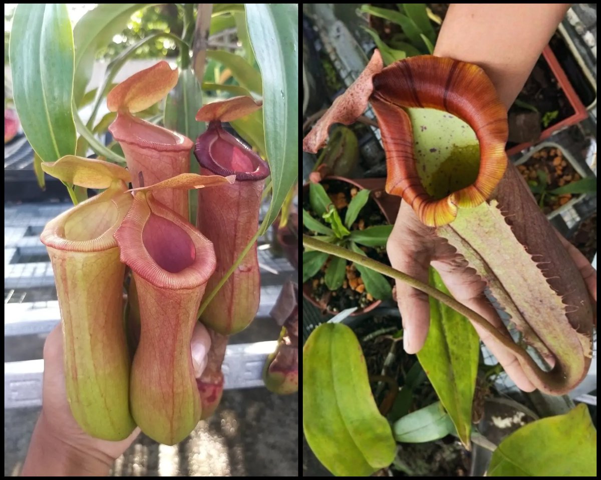 phyllody_'s tweet photo. Oles".. si mirven

Tandan bawah, 3-4 Mei 26
N. (mirabilis x ventricosa) x bicalcarata

Tandan atas, 9 Mei 26 (sisanya menyusul)
N. (mirabilis x ventricosa) x [(glandulifera x boschiana) x veitchii] https://t.co/wKmFfIbecv