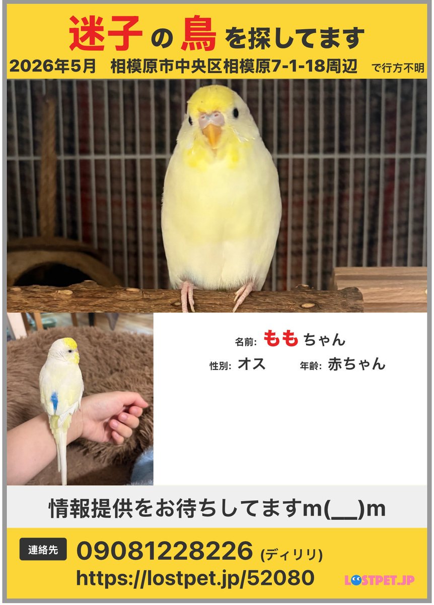 せきせいいんこ セキセイインコ / 国立環境研究所 侵入生物DB