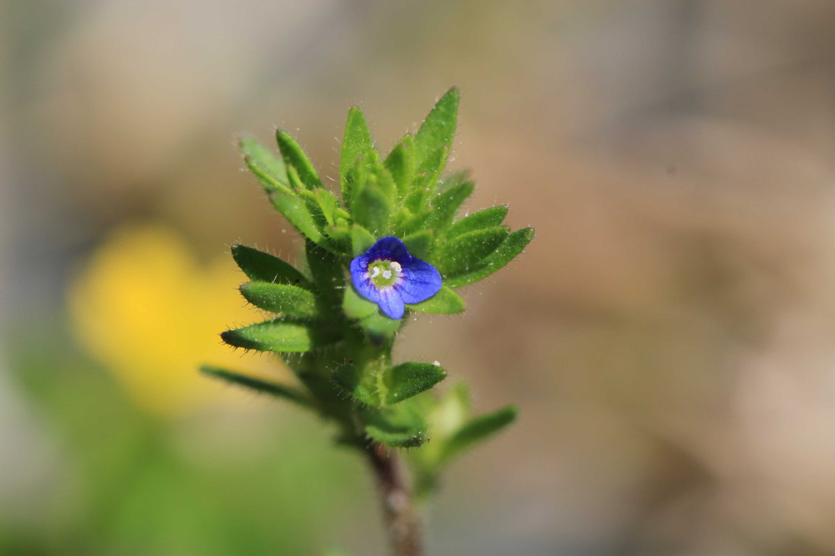 花#Flowers